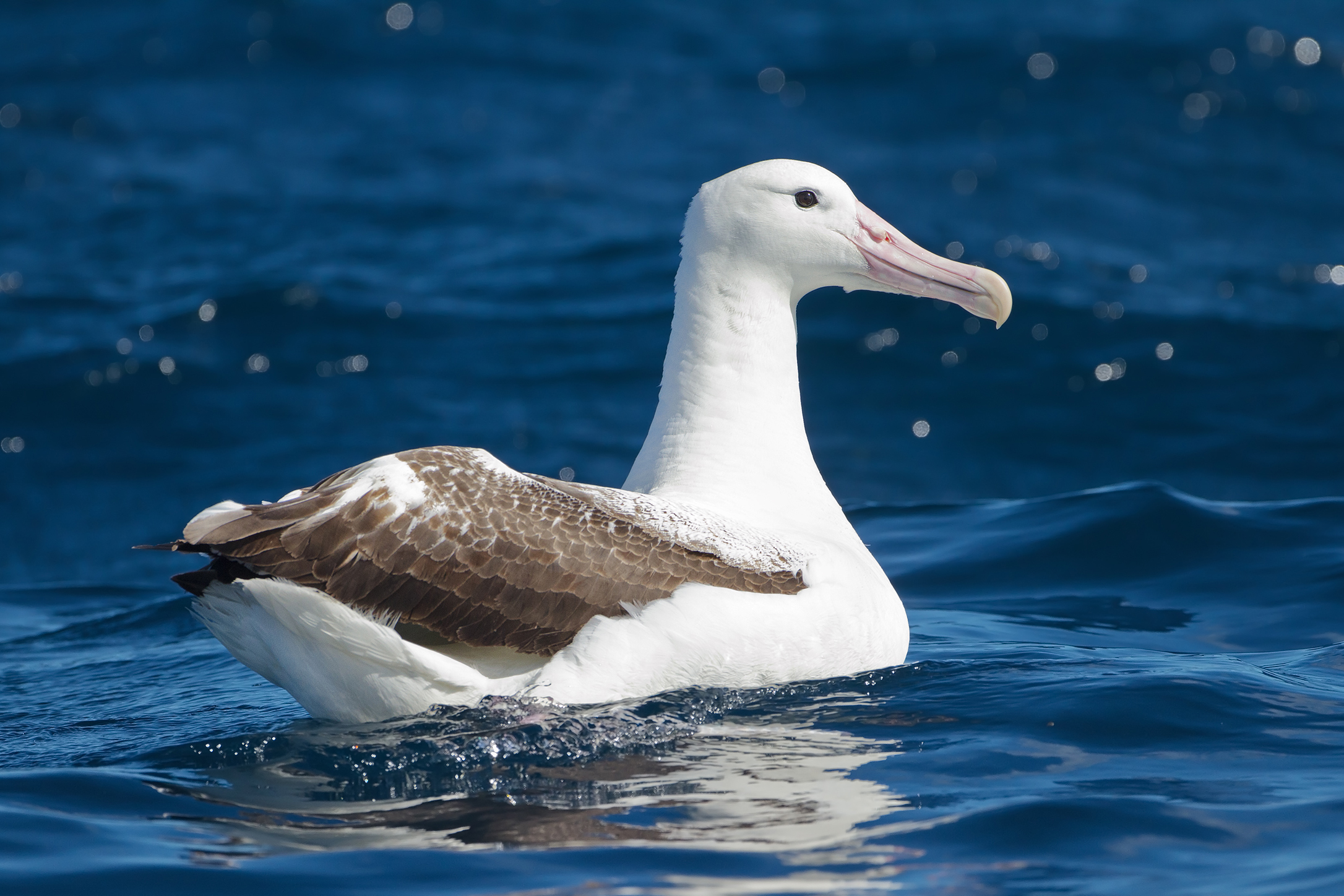 Wangering albatross